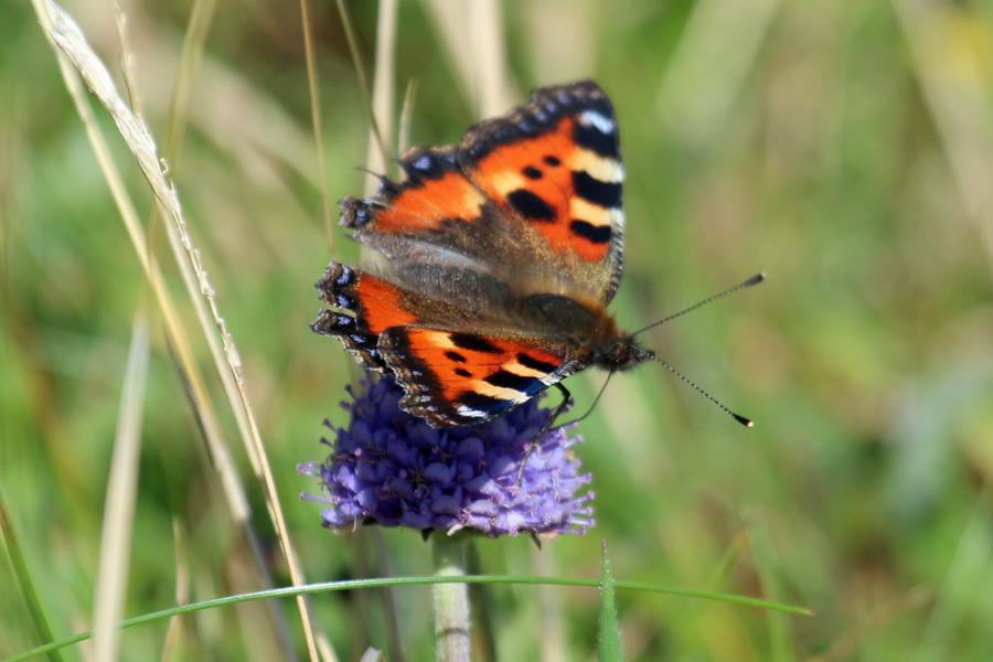 A small tortoiseshell butterfly at Ardnamurchan Point