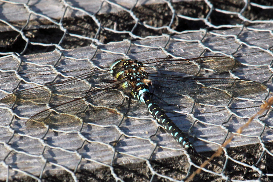 The boardwalk is a good place to spot dragonflies such as this Common Hawker