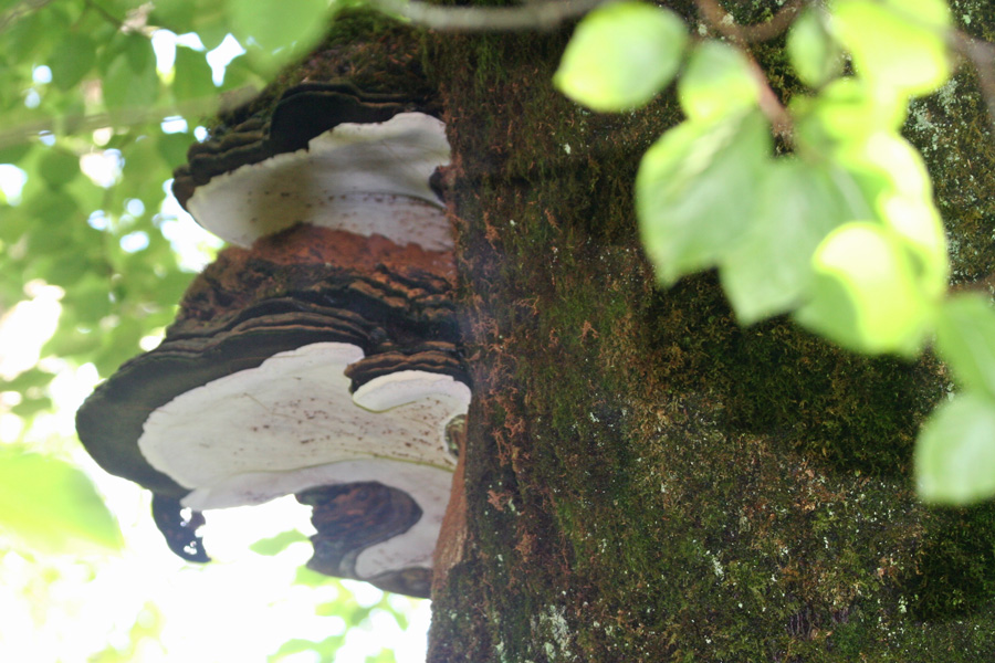 Bracket fungi in the woods, part of the eternal cycle of life