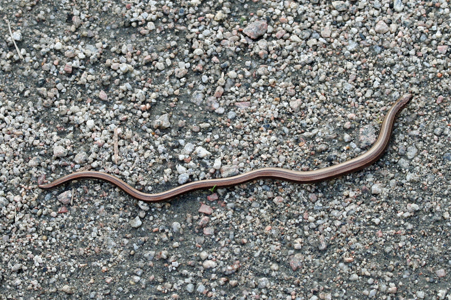 A slow worm on the path at Ariundle Oakwoods