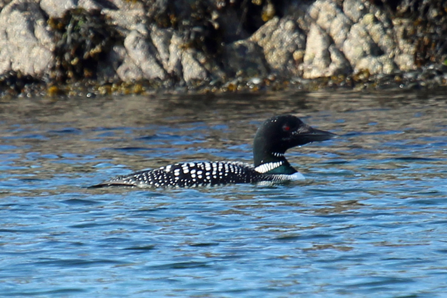 Great Northern Diver in the sea at Camusdarach