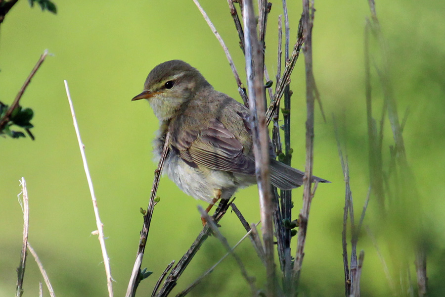 Willow warbler by the stream behind the beach at Camusdarach