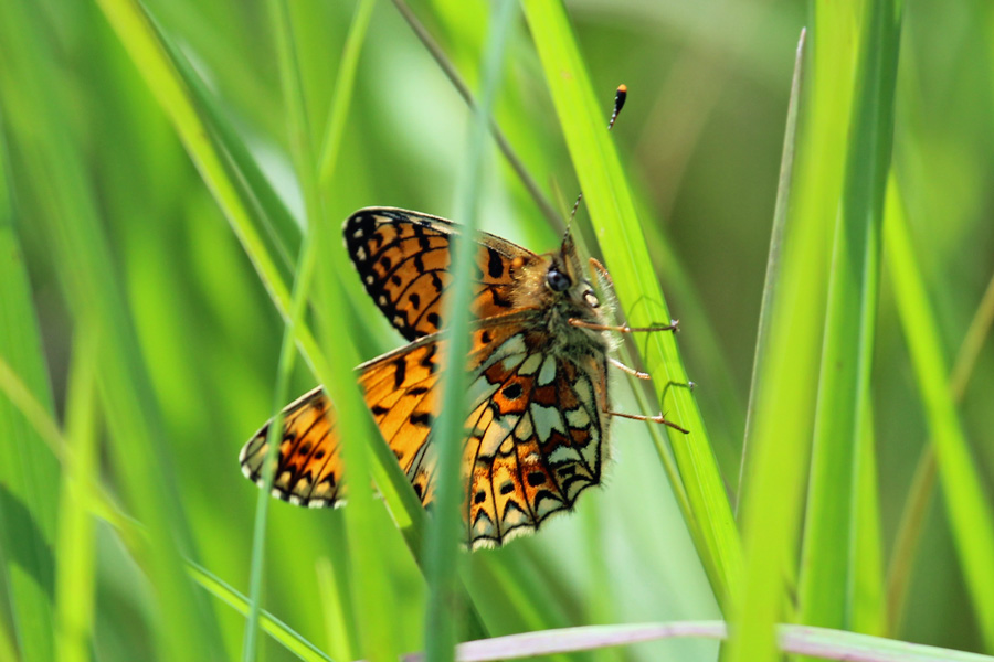 Small Pearl Bordered Fritillary butterfly