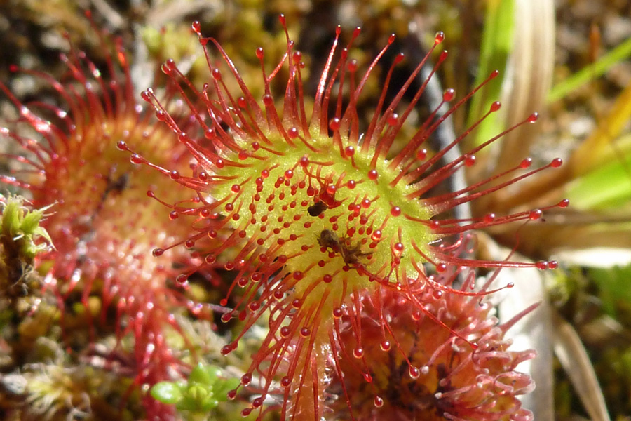 Sundew  - watch out for the carnivorous plants