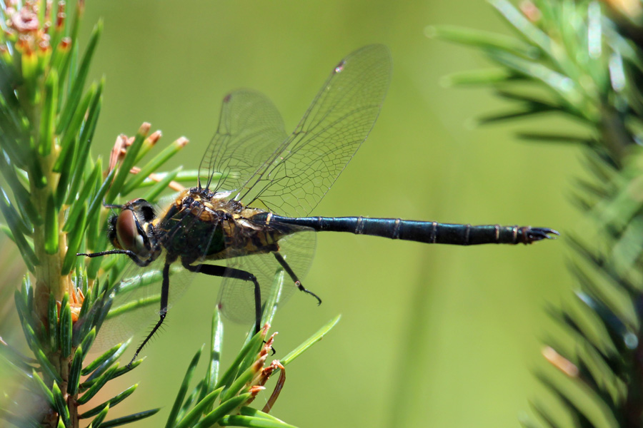 Northern emerald dragonfly