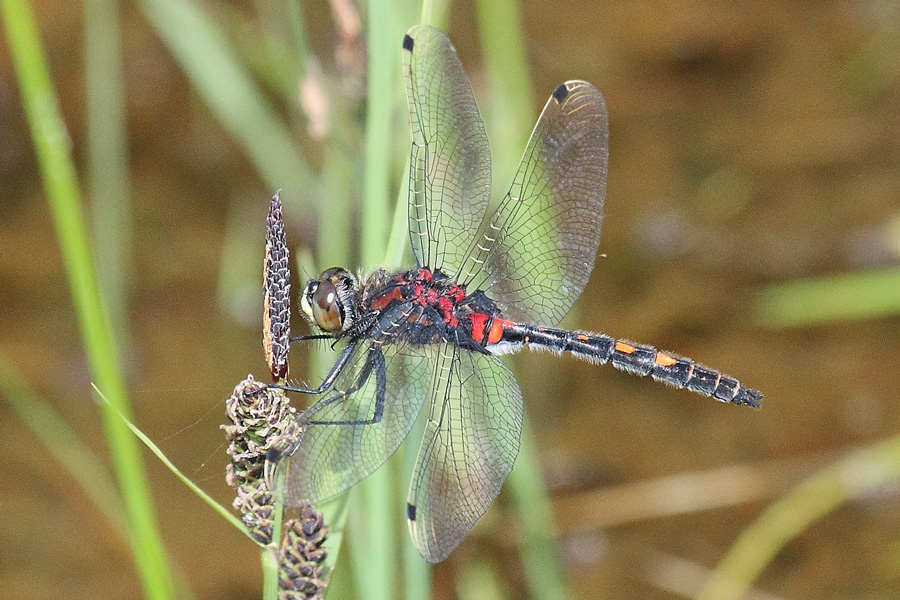 White-faced darter dragonfly near Claish Moss