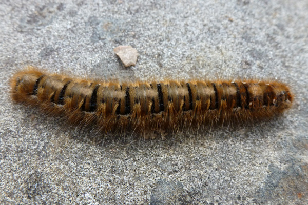Northern Eggar caterpillar