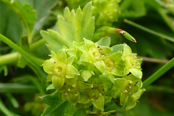 Alchemilla flower
