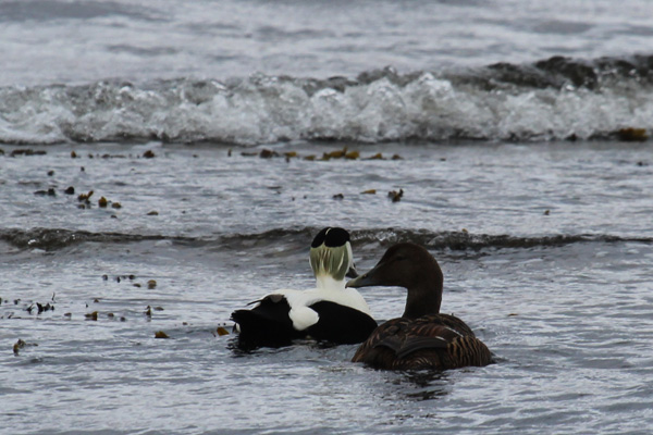 Male and female eider duck at Cuil Bay