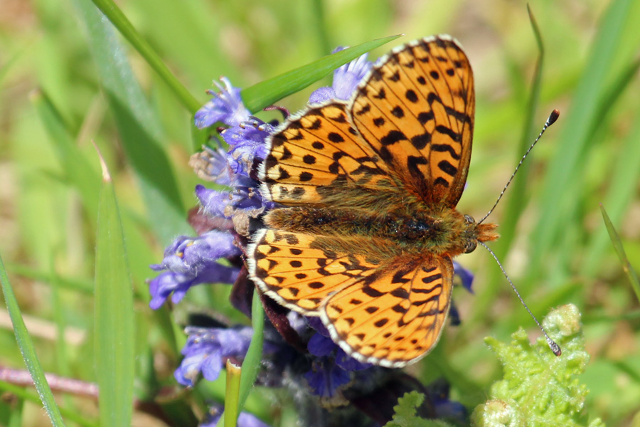 Pearl bordered fritillary at Glasdrum National Nature Reserve