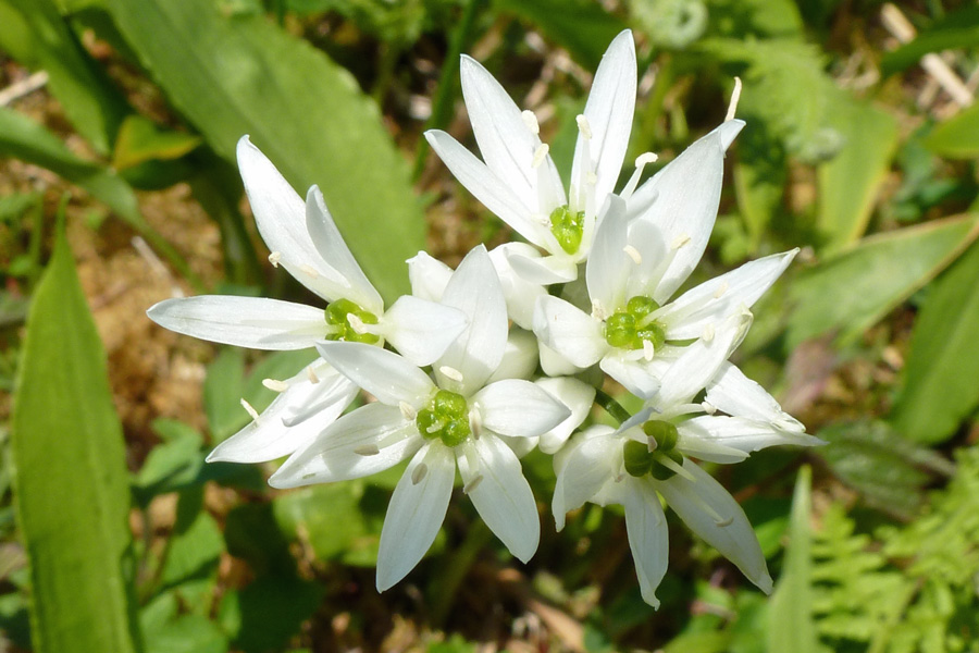 Wild garlic (Allium ursinum) at Glasdrum National Nature Reserve