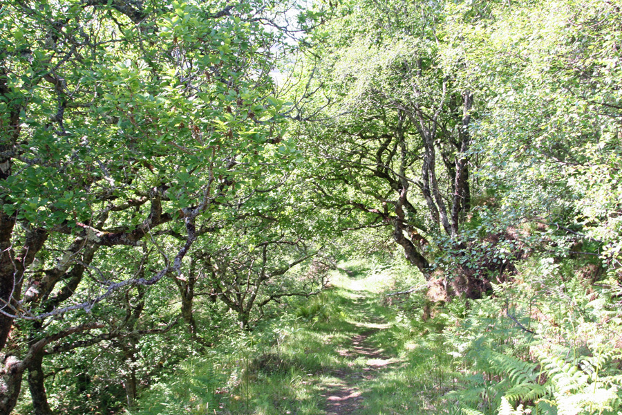 Glenborrodale RSPB nature reserve