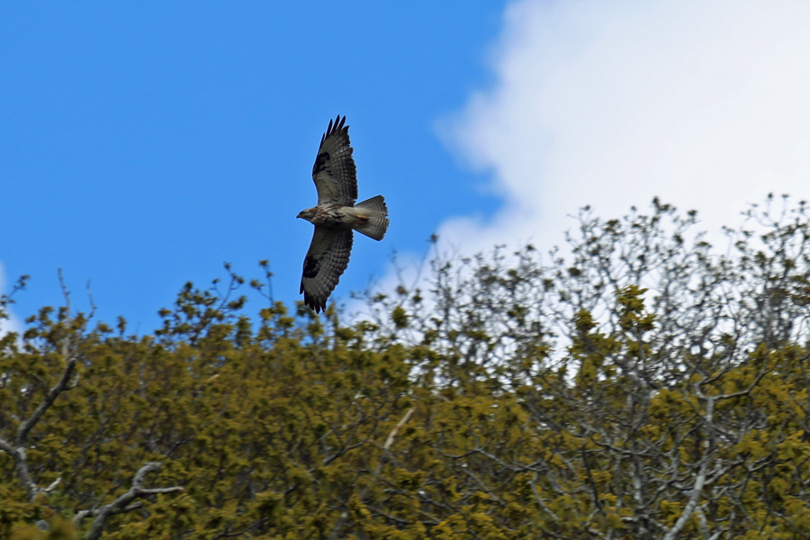 A young buzzard flying over the tree tops