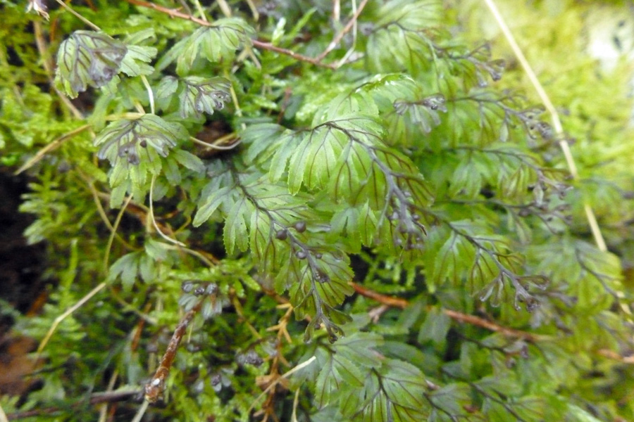 Wilson's filmy fern growing on the reserve
