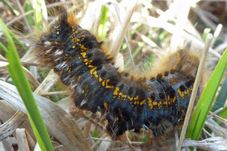 A drinker moth caterpillar in early June