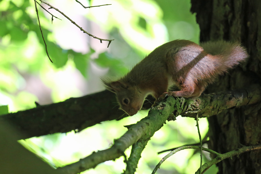Red squirrel at Inchree