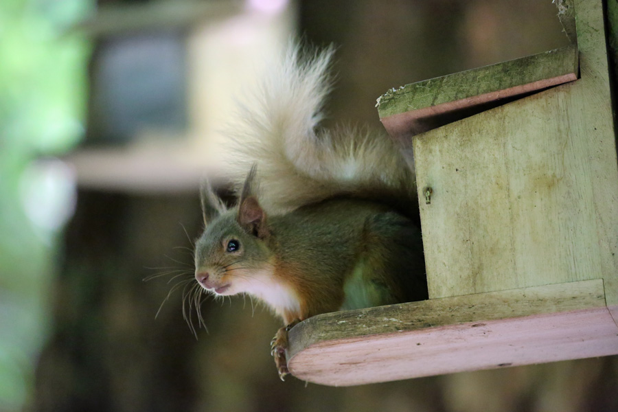 Red squirrel at Inchree