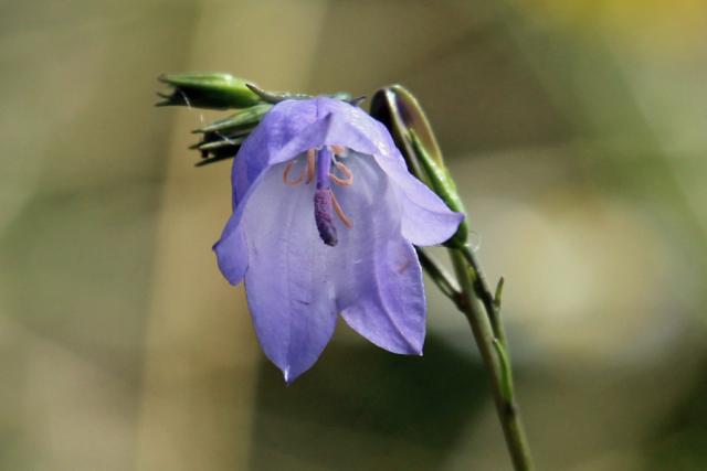 Harebell (Campanula rotundifolia), sometimes known as the Scottish bluebell.