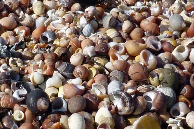 Shells on the beach at Sanna Bay