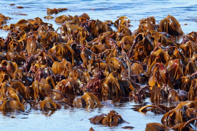A forest of sea kelp at Sanna Bay