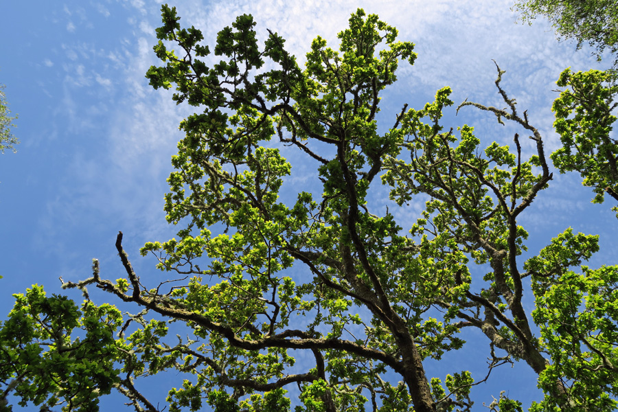 Shian wood is a fantastic example of Atlantic oak woodland