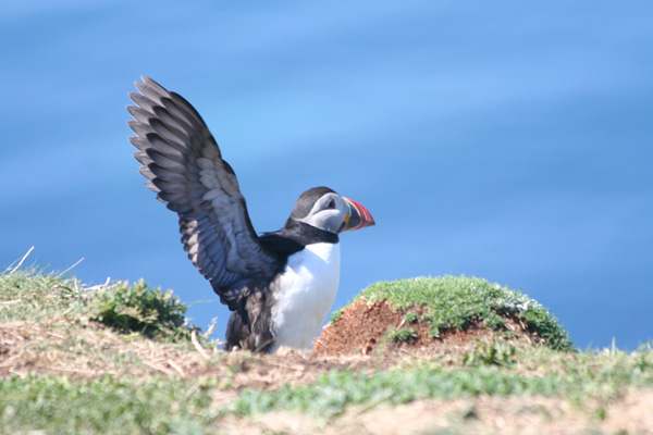 Puffin on The Cliffs on The Isle of Lunga
