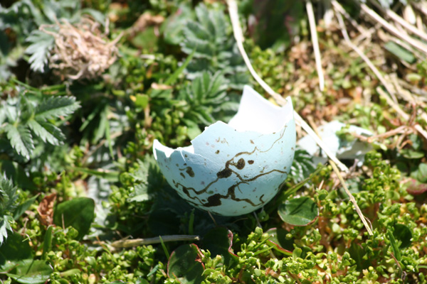 A plundered guillemot egg on The Isle of Lunga