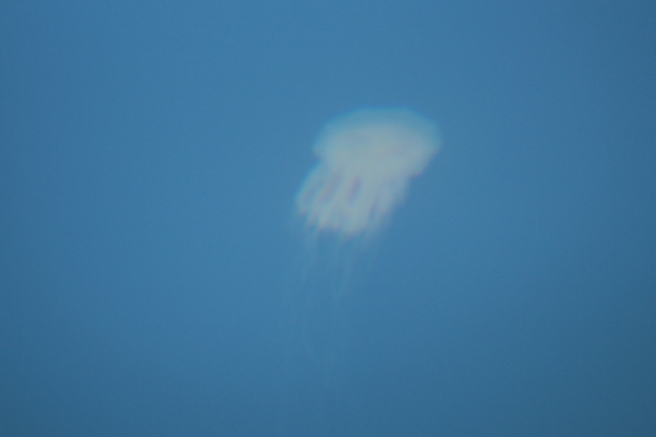 A jellyfish lurking in the loch