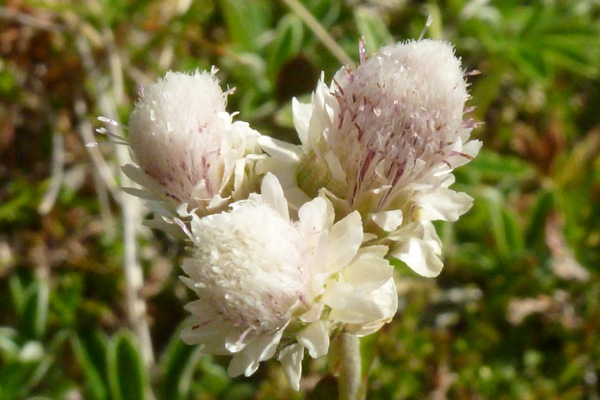 Mountain everlasting or Scottish edelweiss (Antennaria dioica)