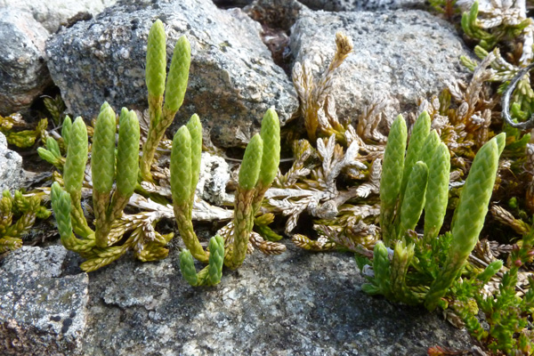 Alpine clubmoss (Diphasiastrum alpinum) on Creag Dhubh