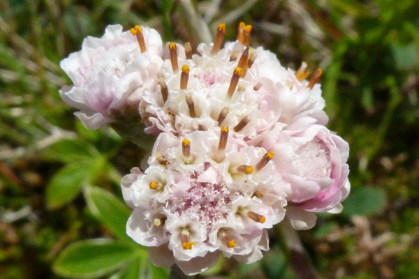 Mountain everlasting or Scottish edelweiss (Antennaria dioica) (male flower)