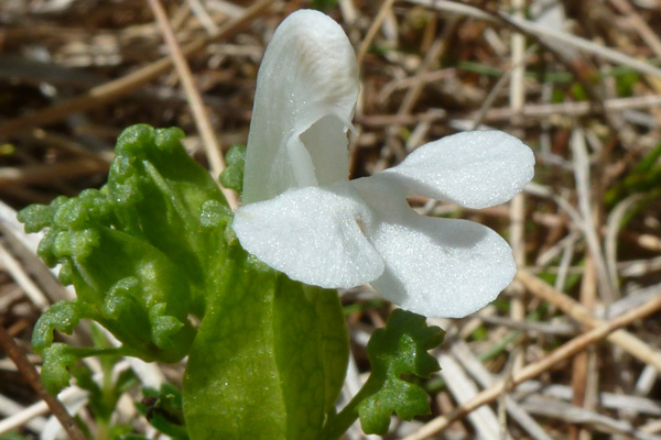  Lousewort (Pedicularis sylvatica) with unusual white flowers
