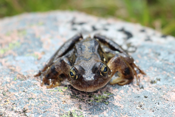 Common frog (Rana temporaria) on Creag Dhubh