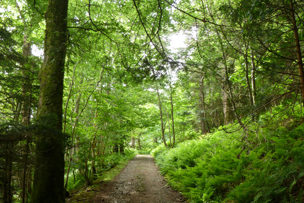 Waymarked path through Galmisdale woods
