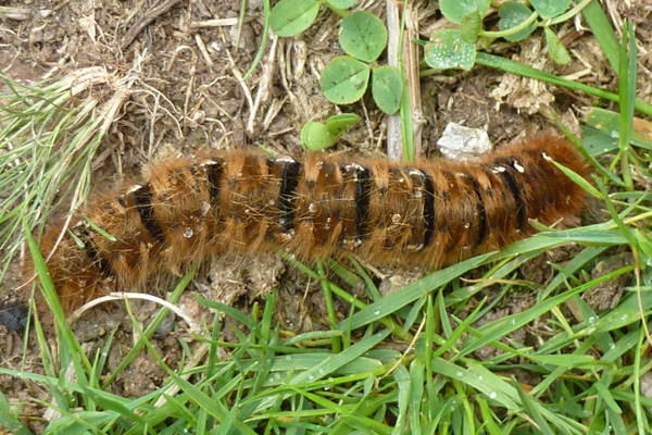 Woolly caterpillar