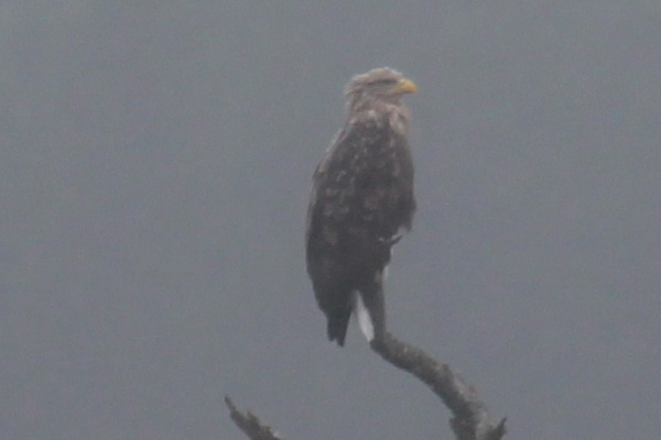 A closer view of one of the white tailed eagle on Loch Shiel