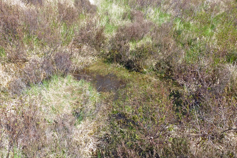 One of the boggy pools where we stopped to look for wildlife