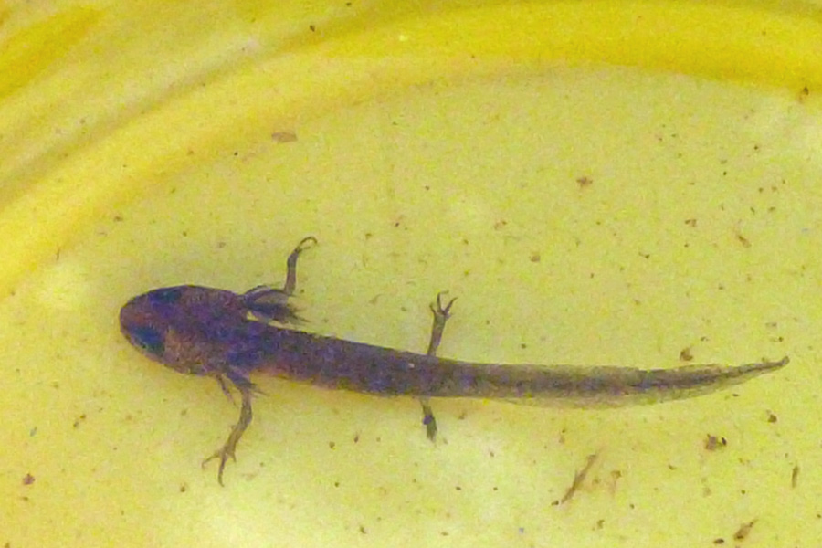 A newt eft (tadpole)