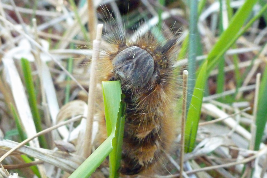 A drinker moth caterpillar