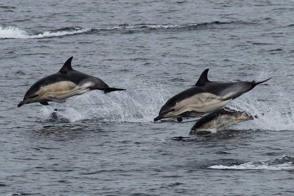 Common Dolphins spotted from the ferry to Rum