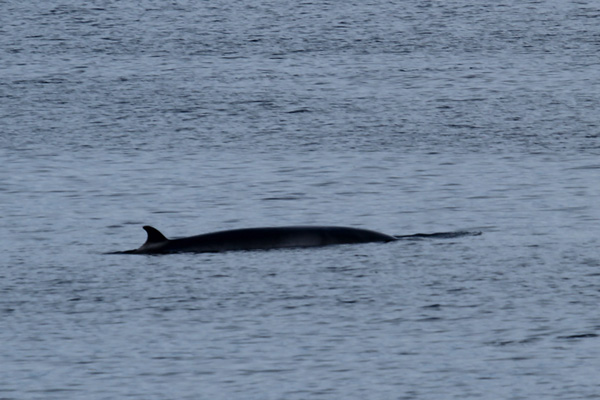 Minke whale seen from the ferry to Rum