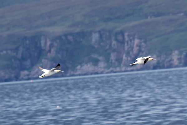A gathering of gannets