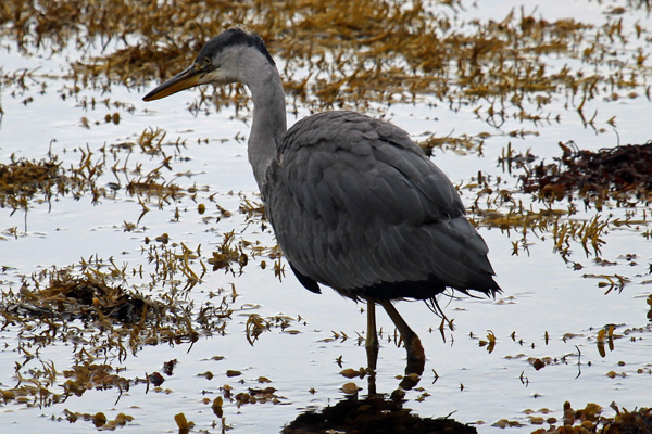 A heron in the shoreline at Kinloch