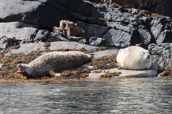 Common seals basking on the rocks