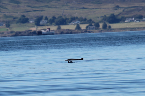 Harbour porpoise in the Sound of Mull