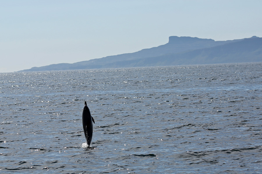The Isle of Eigg, and a common dolphin