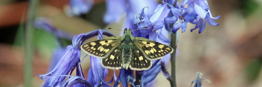 Chequered skipper