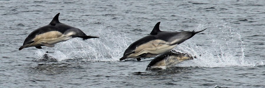 Common dolphins
