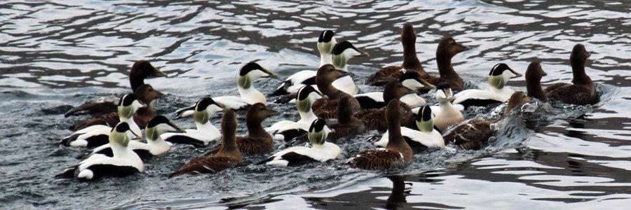 Eider ducks