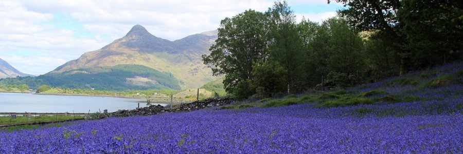 Glencoe bluebells